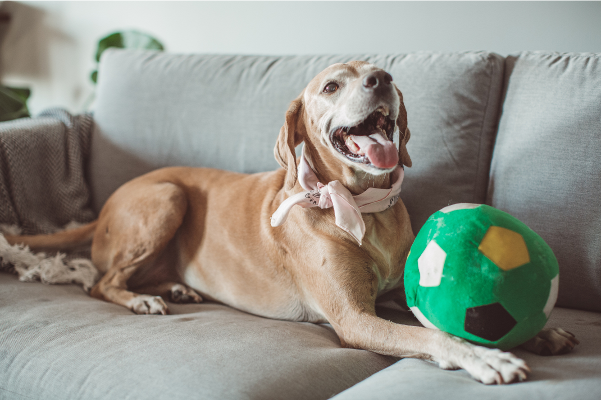 8 hour pet sitting (1)