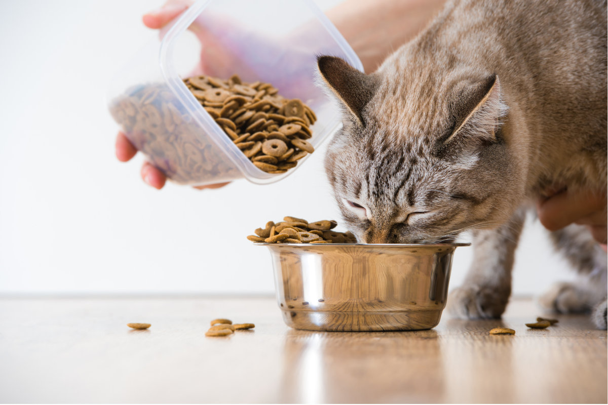8 hour pet sitting1