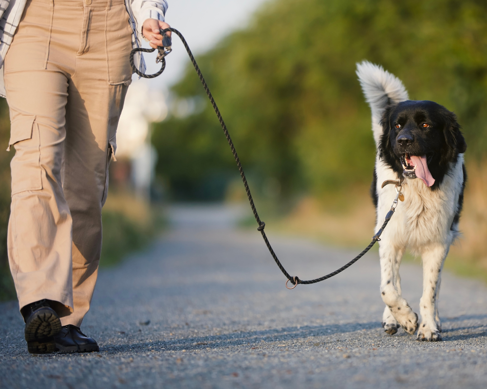 dog walking