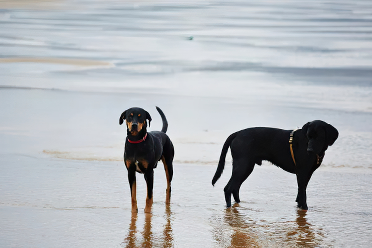 services dog walking